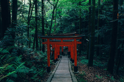 Walkway amidst trees in forest