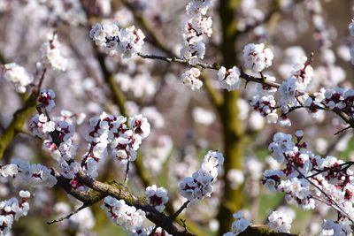 Close-up of cherry blossoms in spring