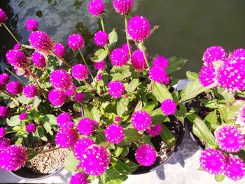 High angle view of pink flowering plants