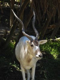 Addax antelope