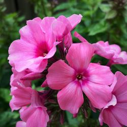 Close-up of pink flowers blooming outdoors