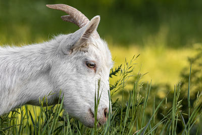 Close-up of a horse on field