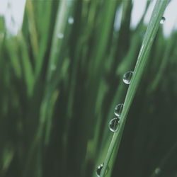 Close-up of water drops on leaf