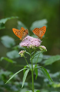 Close-up of butterfly pollinating on flower