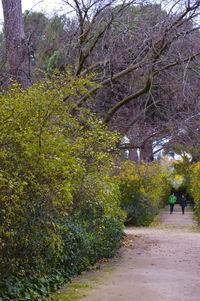 Trees in park