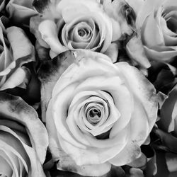 Close-up of fresh rose bouquet