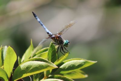 Close-up of insect on leaf