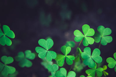 Green shamrock leaves on dark background. spring holiday st. patrick's day clovers, copy space.