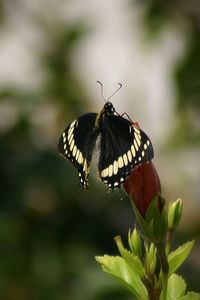 Close-up of butterfly on leaf