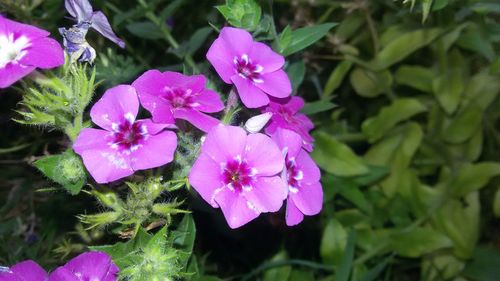 Close-up of pink flowers blooming outdoors