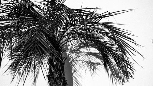 Low angle view of palm tree against sky