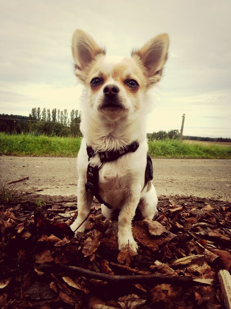 dog, domestic animals, pets, one animal, animal themes, mammal, looking at camera, portrait, sky, field, sitting, front view, outdoors, day, grass, no people, standing, landscape, zoology