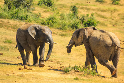 Elephant standing in a farm