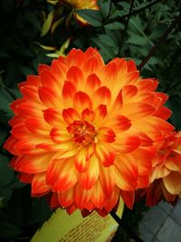 Close-up of orange flower blooming outdoors