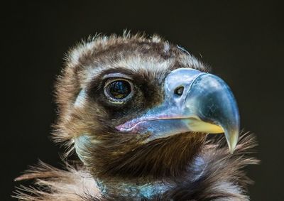 Close-up portrait of owl