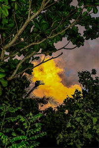 Scenic view of trees against sky