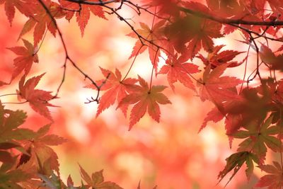 Low angle view of maple leaves on tree