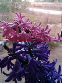 Close-up of purple flowers