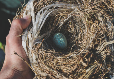 Close-up of hand holding bird nest