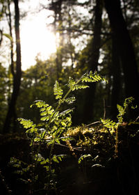 Close-up of fresh green plants in forest