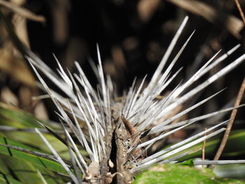 Close-up of grass