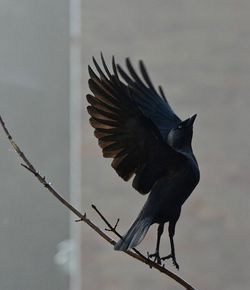 Close-up of bird perching on twig