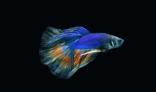 Close-up of jellyfish against black background