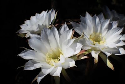 Close-up of white flowering plants against black background