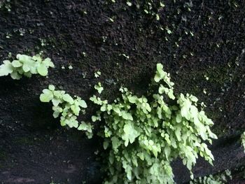 Close-up of white flowers on plant