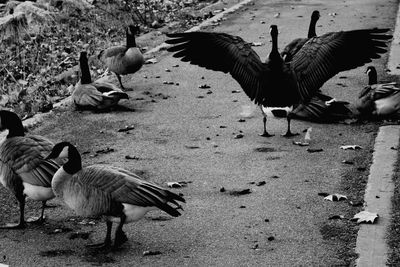 Black and white canadian geese 