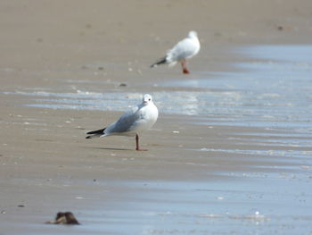 Seagull perching on a beach