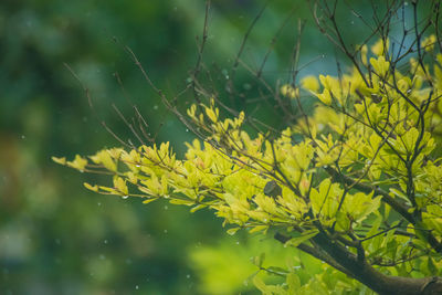 Close-up of yellow flowering plant