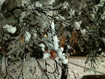 Close-up of frozen tree during winter