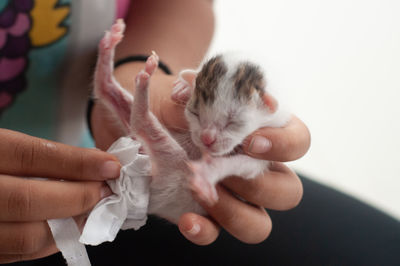 Midsection of woman holding rescue kitten newly born cat