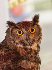 Close-up portrait of owl