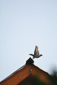 Low angle view of seagull flying