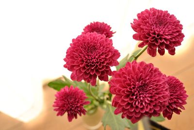 Close-up of flowers blooming outdoors