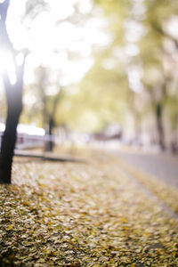 Close-up of yellow leaves on road