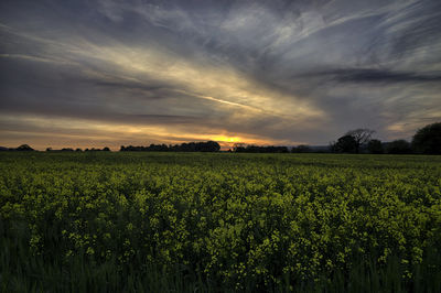 Scenic view of poppy field against sky during sunset