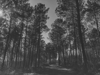 Road amidst trees in forest