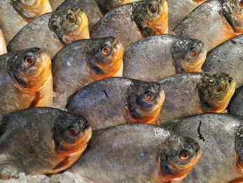 Close-up of fish for sale