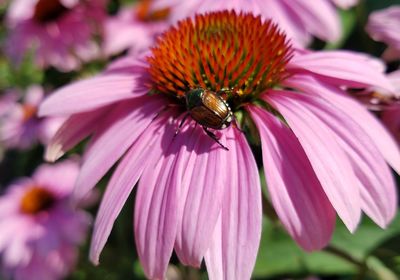 Close-up of honey bee on purple coneflower