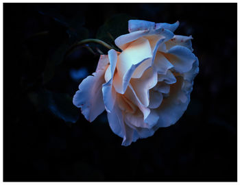 Close-up of flower against black background