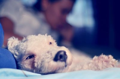 Close-up portrait of dog