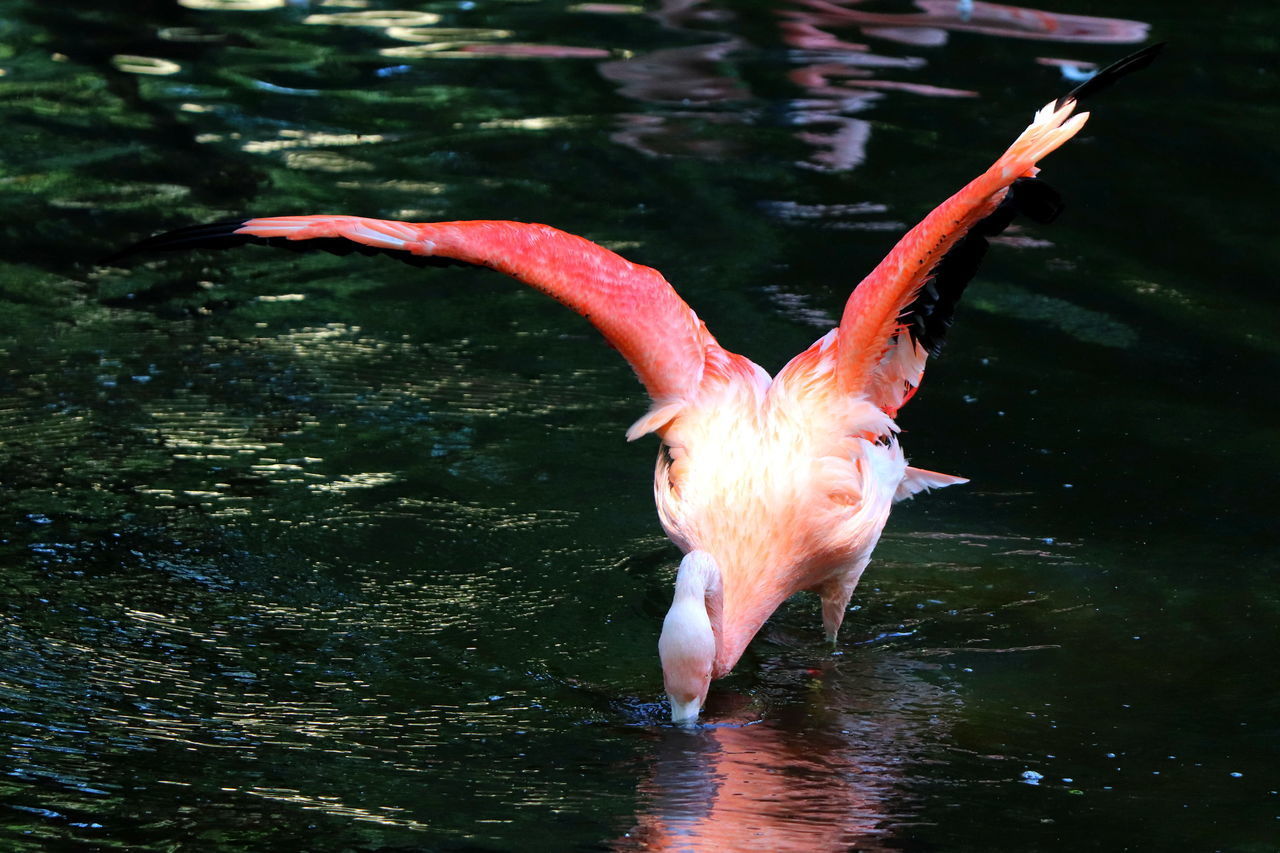 BIRD FLYING OVER LAKE