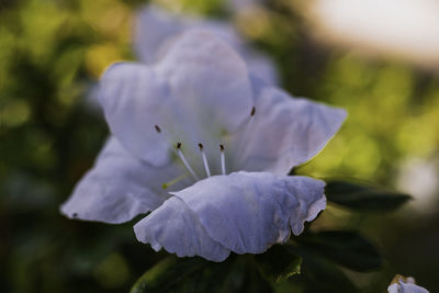 Close-up of white flowering plant