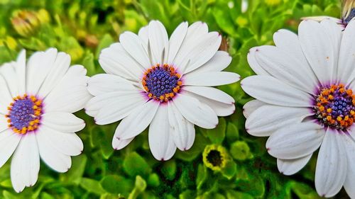 Close-up of flowers blooming outdoors