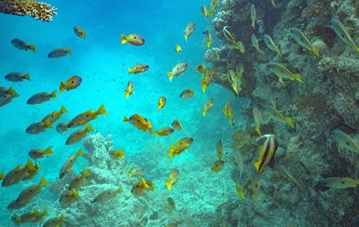 School of fish swimming in sea