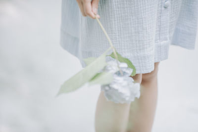 Midsection of woman holding blue hydrangeas against white background