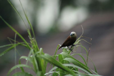 Close-up of bird perching on plant